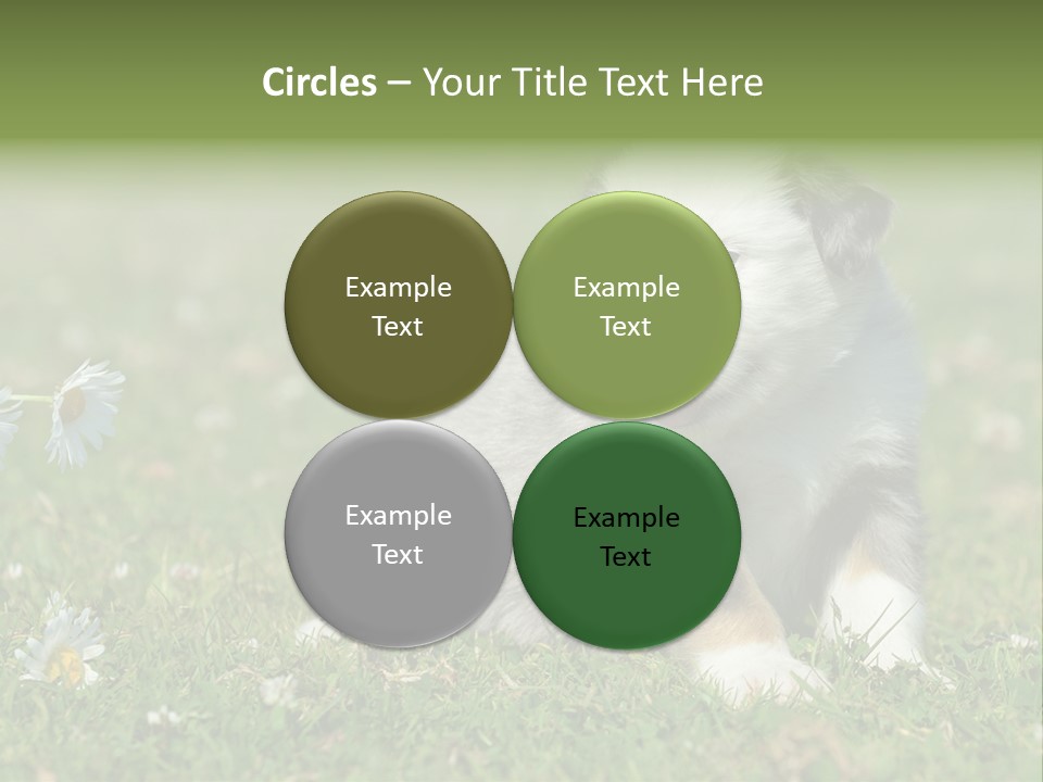 Hunde Hundewelpe Niedlich PowerPoint Template