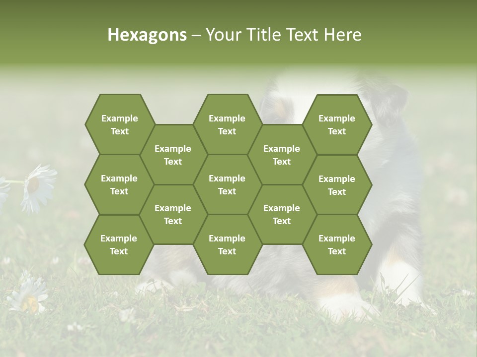 Hunde Hundewelpe Niedlich PowerPoint Template