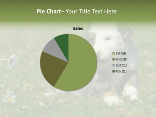 Hunde Hundewelpe Niedlich PowerPoint Template