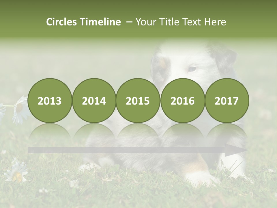 Hunde Hundewelpe Niedlich PowerPoint Template