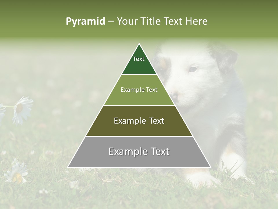 Hunde Hundewelpe Niedlich PowerPoint Template