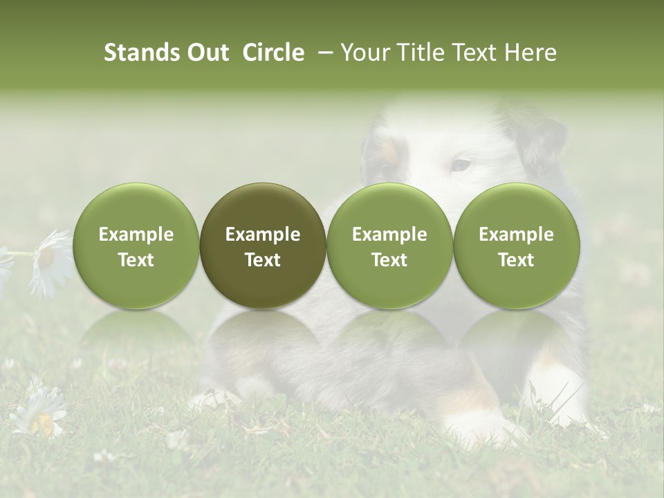 Hunde Hundewelpe Niedlich PowerPoint Template