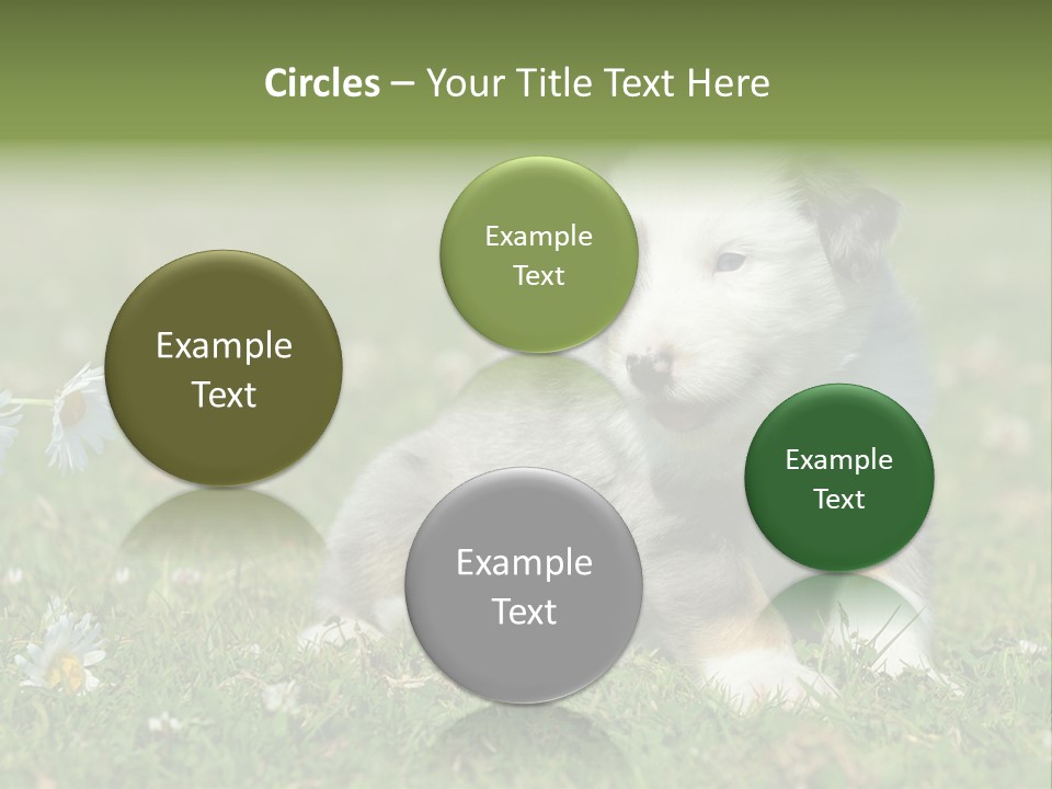 Hunde Hundewelpe Niedlich PowerPoint Template