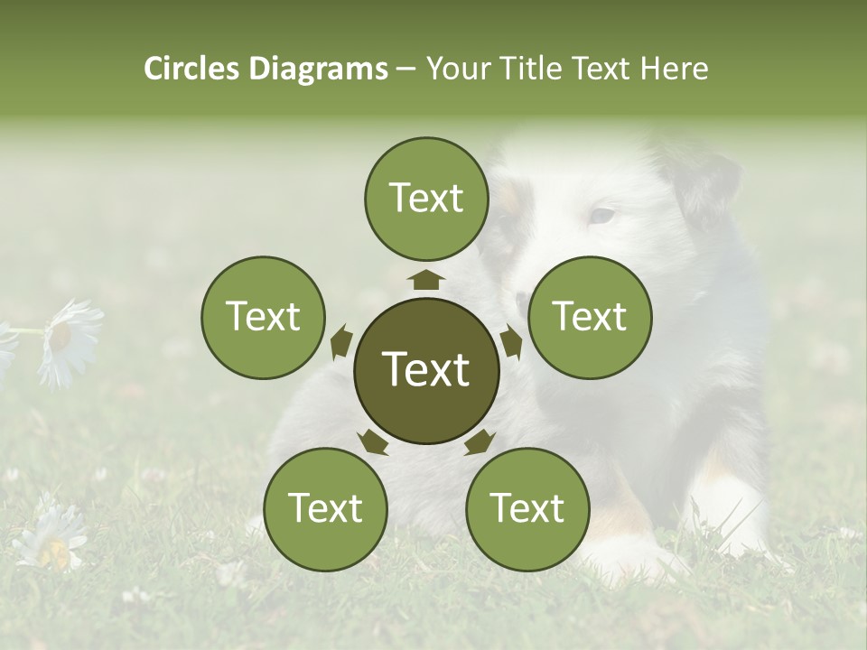 Hunde Hundewelpe Niedlich PowerPoint Template