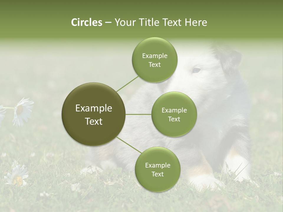 Hunde Hundewelpe Niedlich PowerPoint Template