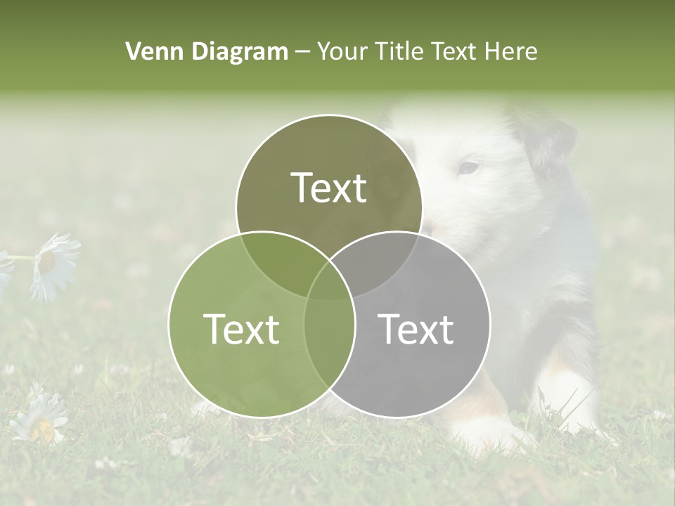 Hunde Hundewelpe Niedlich PowerPoint Template