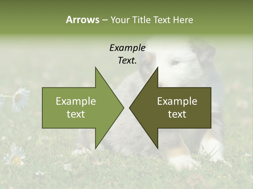 Hunde Hundewelpe Niedlich PowerPoint Template