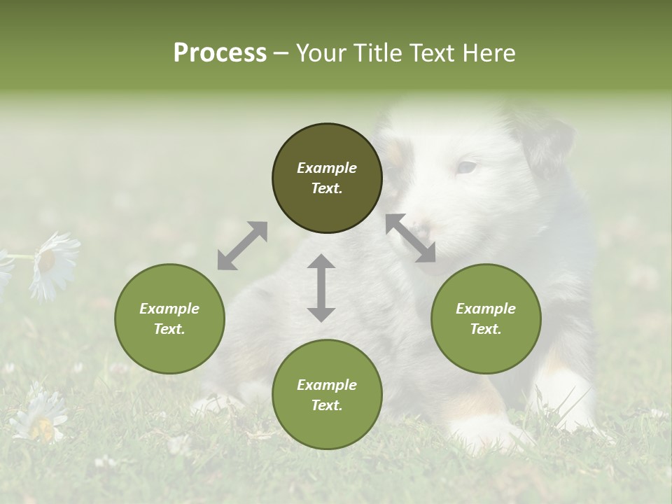 Hunde Hundewelpe Niedlich PowerPoint Template