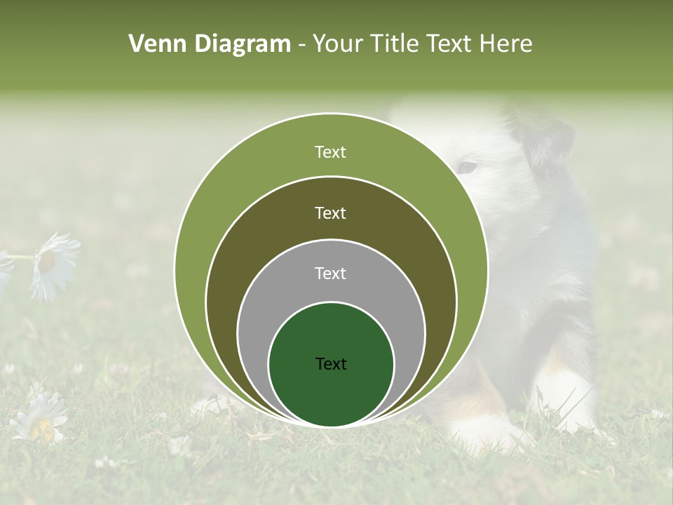 Hunde Hundewelpe Niedlich PowerPoint Template