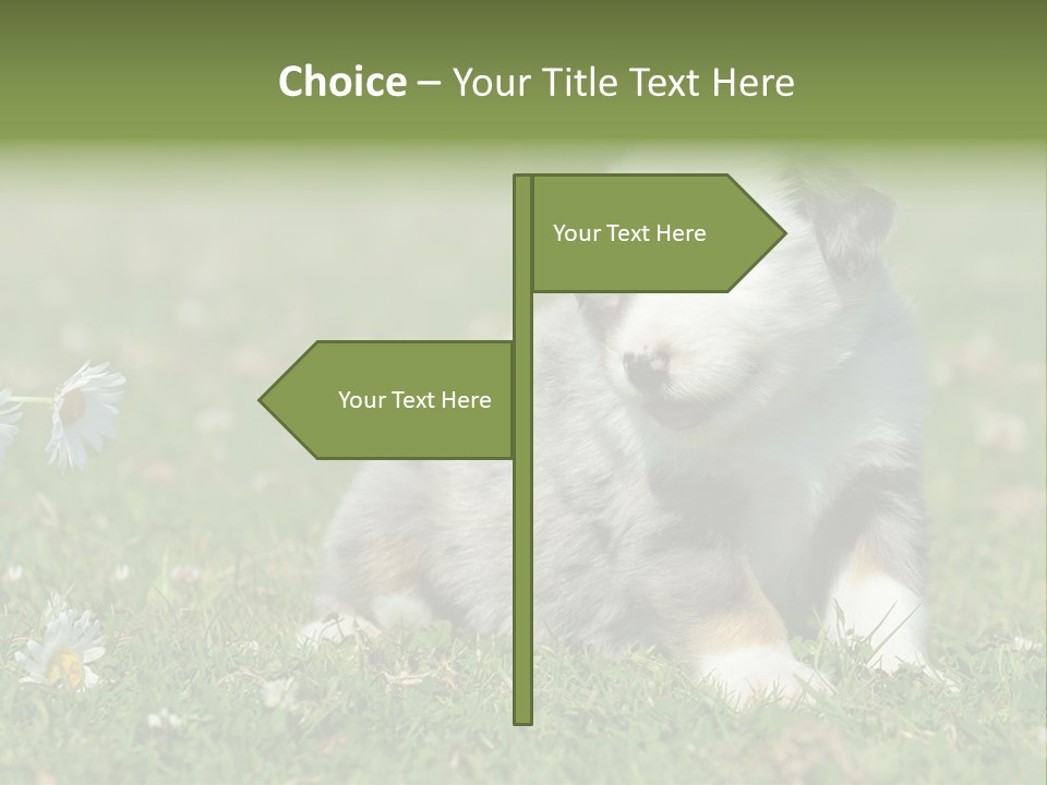 Hunde Hundewelpe Niedlich PowerPoint Template