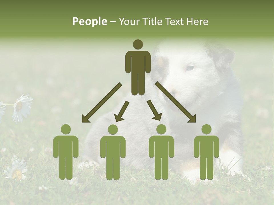 Hunde Hundewelpe Niedlich PowerPoint Template