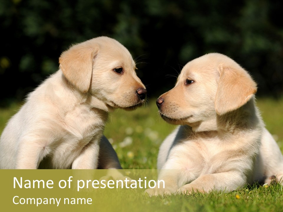 Junges Zwei Tierfreundschaft PowerPoint Template