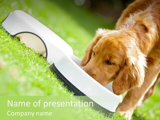 Doggie Lifestyle Dog PowerPoint Template