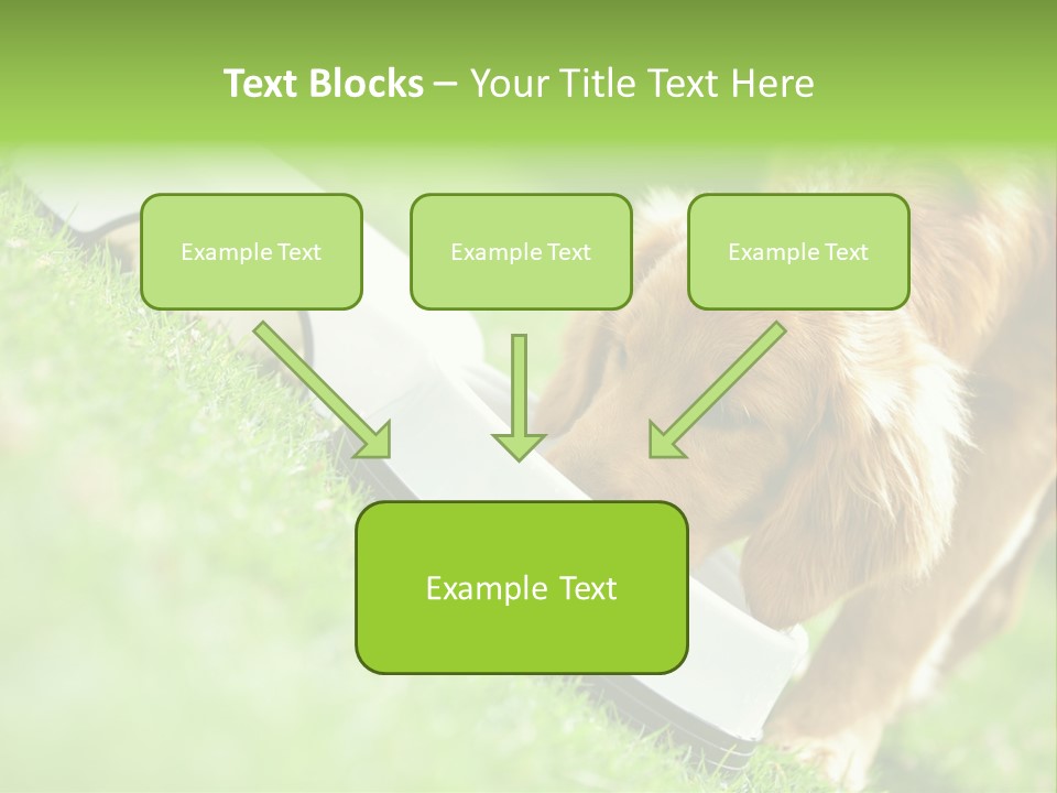 Doggie Lifestyle Dog PowerPoint Template