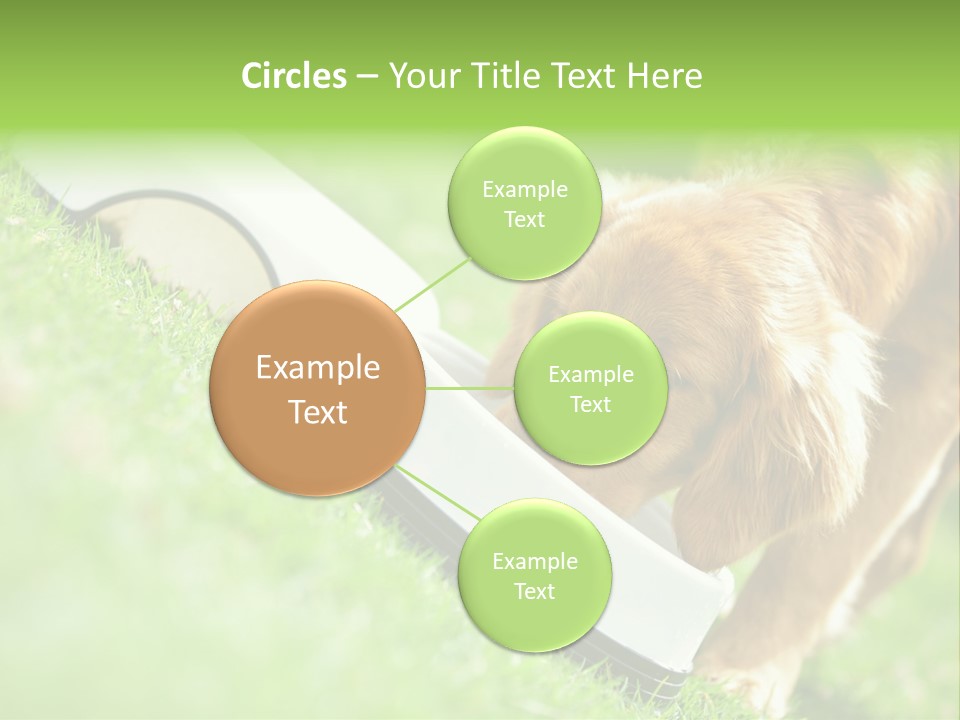 Doggie Lifestyle Dog PowerPoint Template