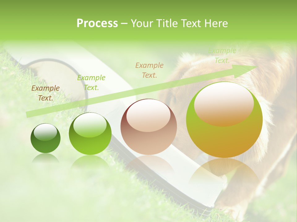 Doggie Lifestyle Dog PowerPoint Template