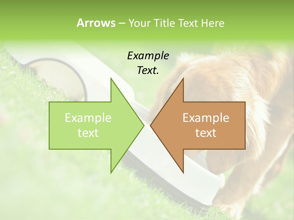 Doggie Lifestyle Dog PowerPoint Template