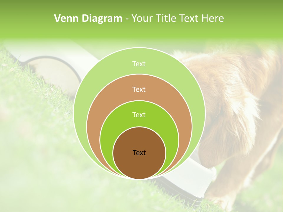 Doggie Lifestyle Dog PowerPoint Template