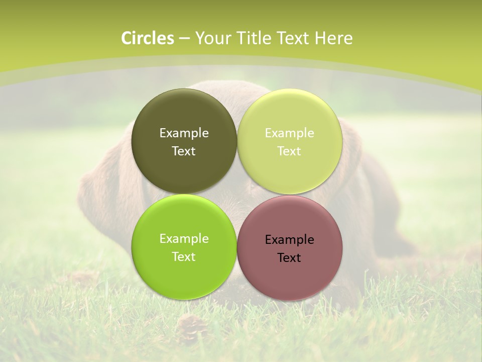 Summer Brown Face PowerPoint Template