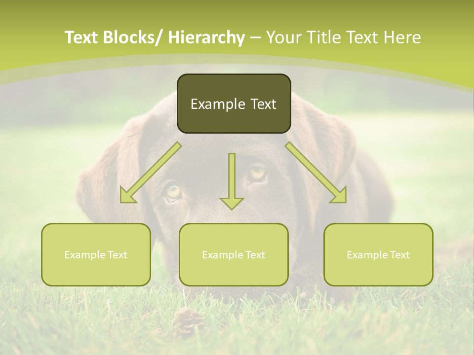 Summer Brown Face PowerPoint Template