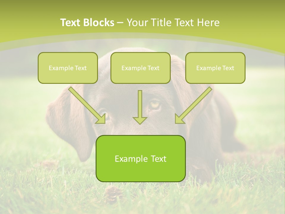 Summer Brown Face PowerPoint Template