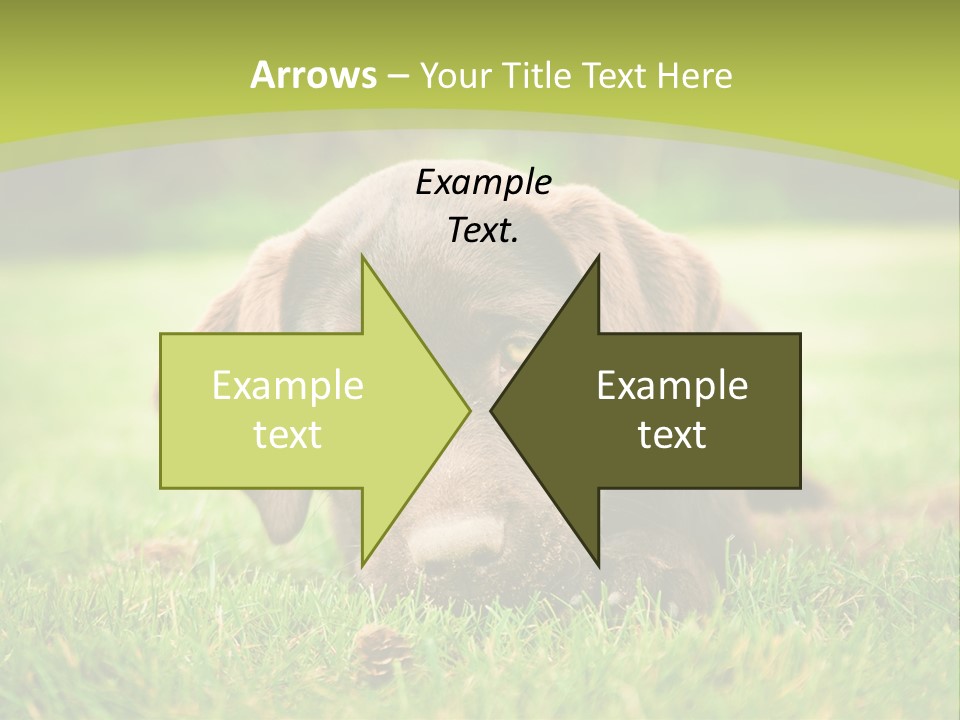 Summer Brown Face PowerPoint Template