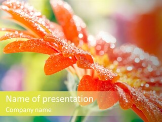 Beautiful Gerbera Petals PowerPoint Template