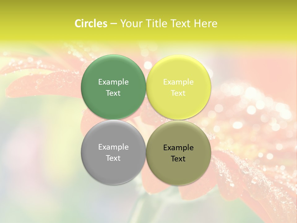 Beautiful Gerbera Petals PowerPoint Template
