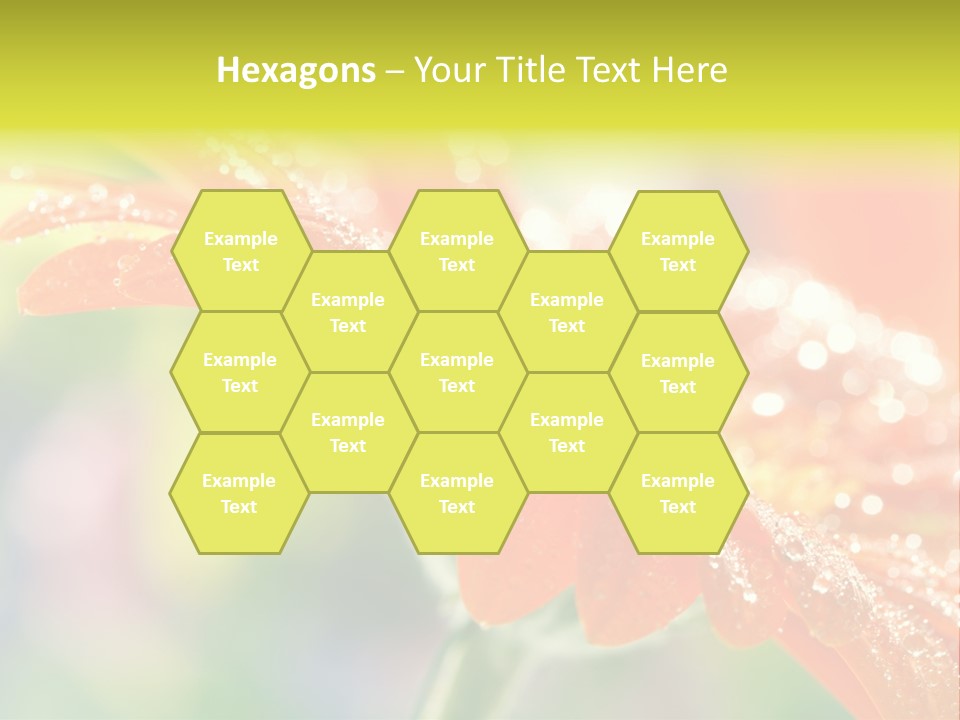 Beautiful Gerbera Petals PowerPoint Template