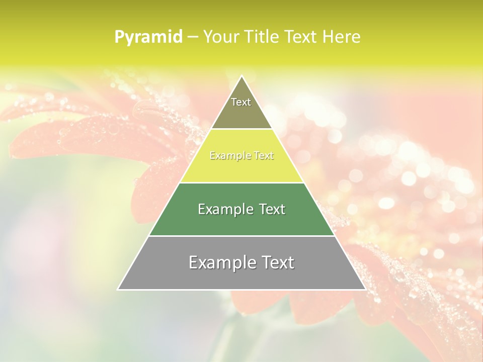 Beautiful Gerbera Petals PowerPoint Template