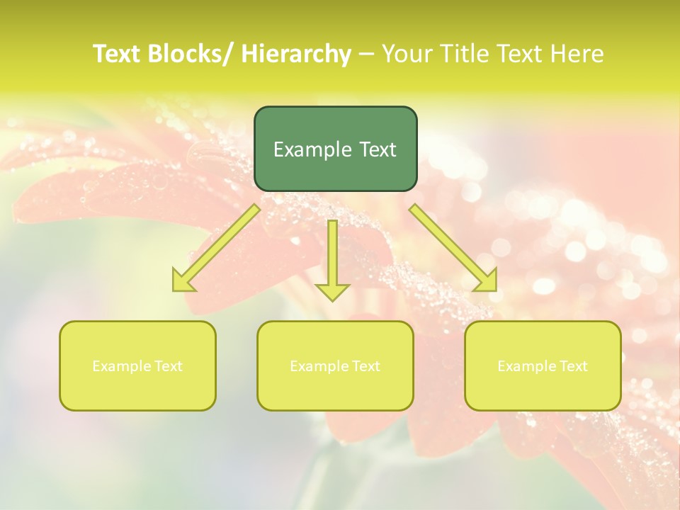 Beautiful Gerbera Petals PowerPoint Template