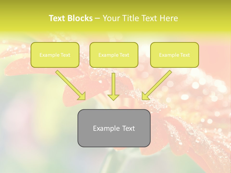 Beautiful Gerbera Petals PowerPoint Template