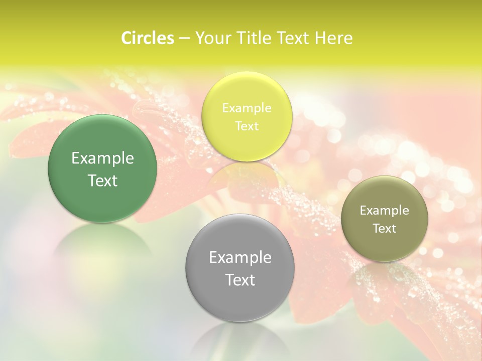 Beautiful Gerbera Petals PowerPoint Template