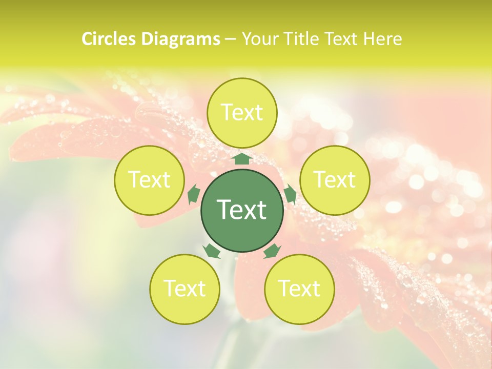 Beautiful Gerbera Petals PowerPoint Template