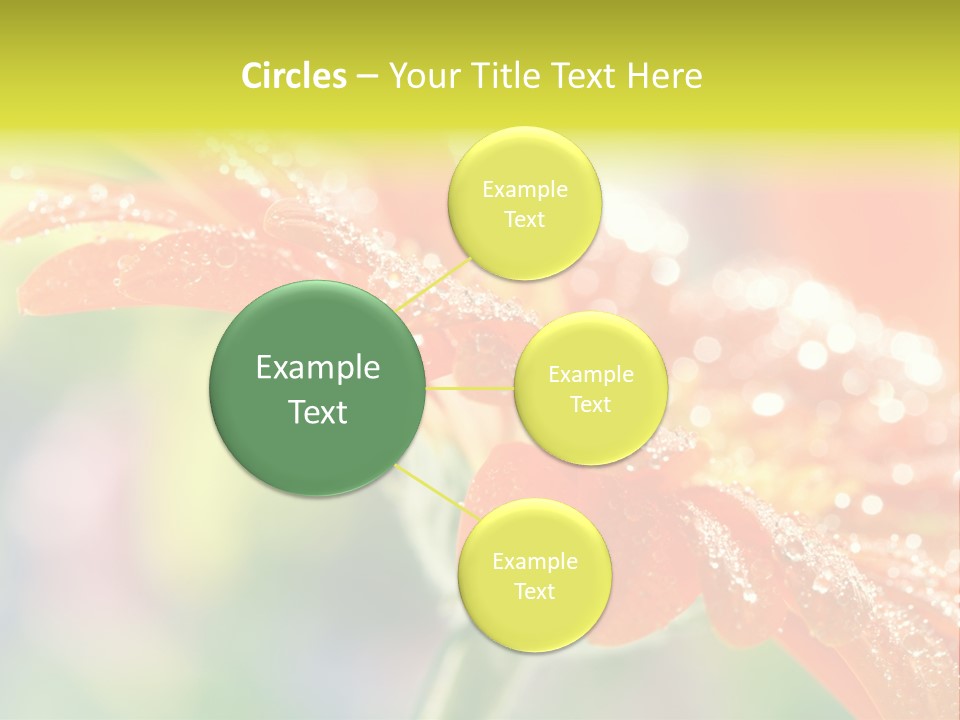 Beautiful Gerbera Petals PowerPoint Template