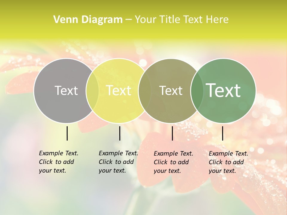 Beautiful Gerbera Petals PowerPoint Template