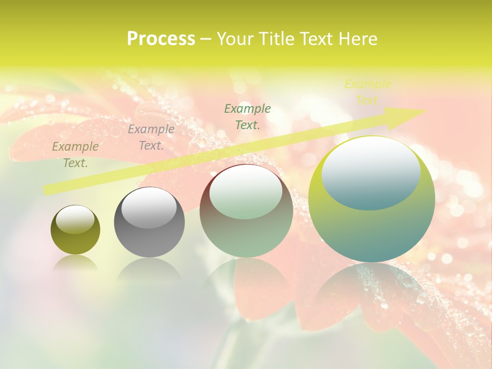 Beautiful Gerbera Petals PowerPoint Template