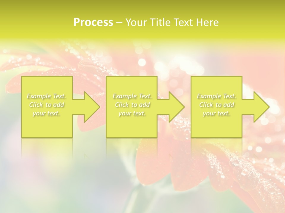 Beautiful Gerbera Petals PowerPoint Template