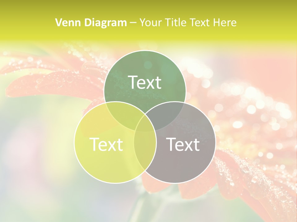 Beautiful Gerbera Petals PowerPoint Template