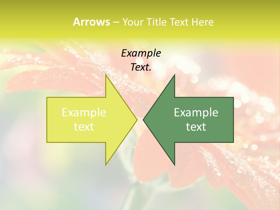 Beautiful Gerbera Petals PowerPoint Template