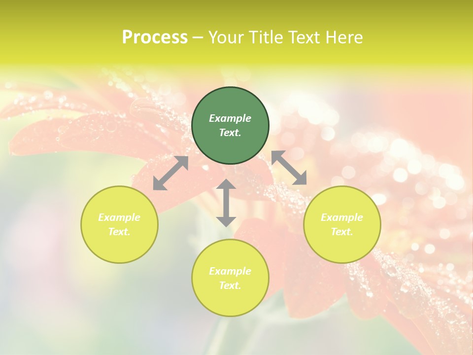 Beautiful Gerbera Petals PowerPoint Template