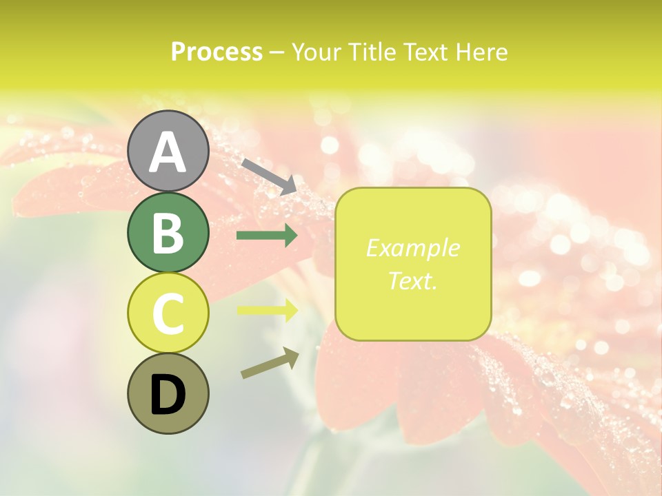 Beautiful Gerbera Petals PowerPoint Template