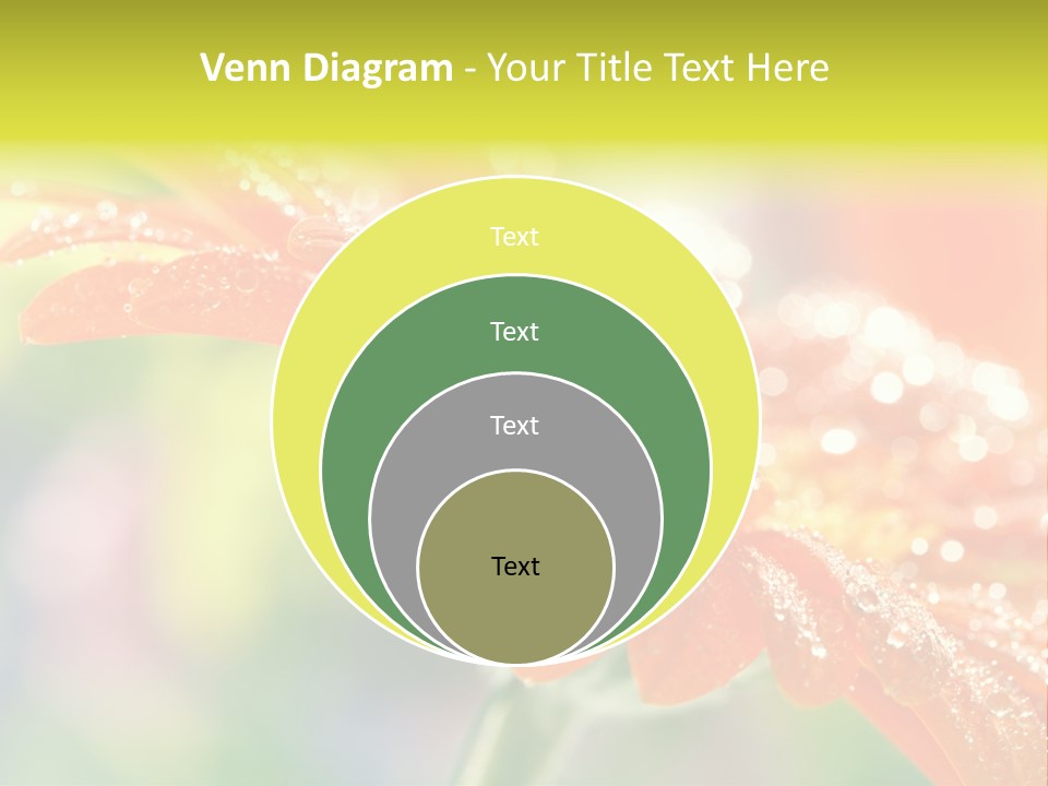 Beautiful Gerbera Petals PowerPoint Template