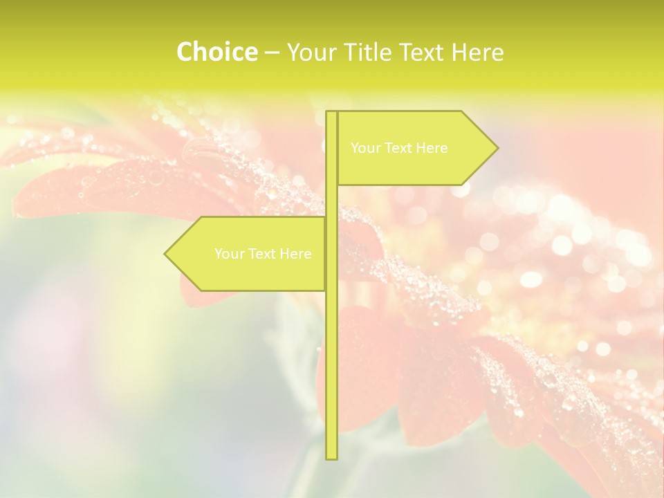 Beautiful Gerbera Petals PowerPoint Template