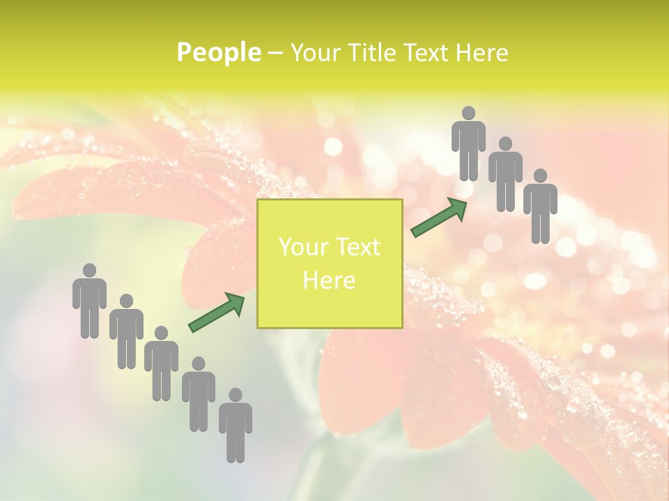 Beautiful Gerbera Petals PowerPoint Template