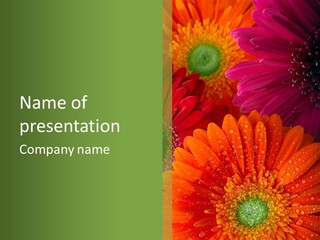 Gerbera Background Seasonal PowerPoint Template