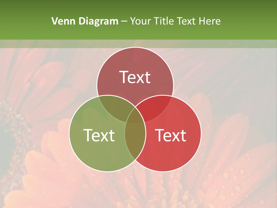 Gerbera Background Seasonal PowerPoint Template