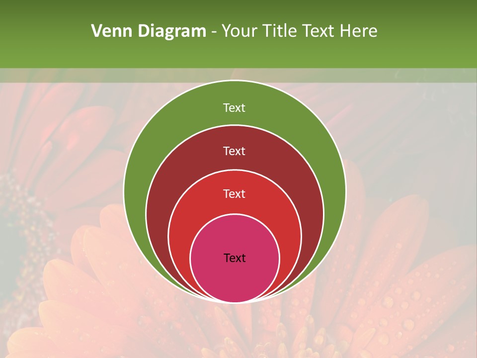 Gerbera Background Seasonal PowerPoint Template