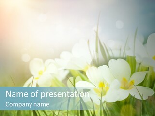 Oenothera Background Natural PowerPoint Template