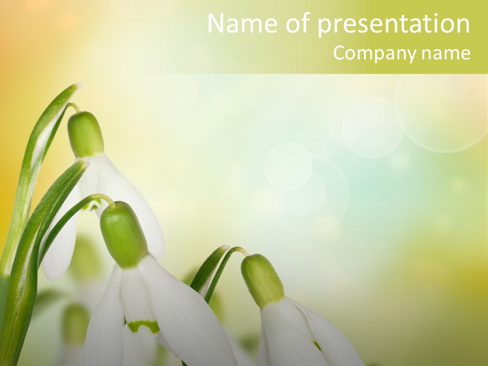 Outdoor Closeup Forest PowerPoint Template